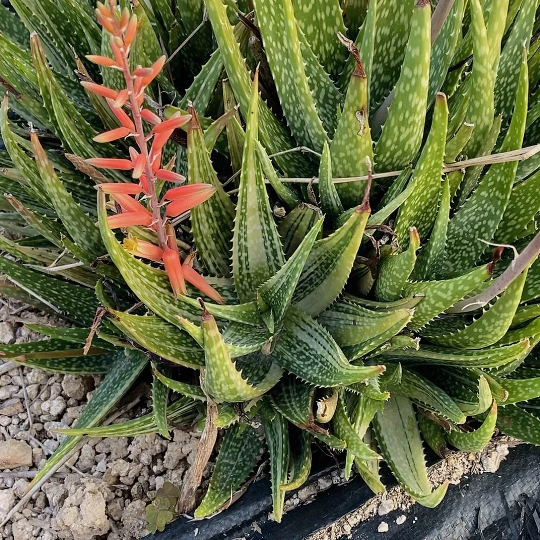 雪花芦荟锦冠幅10-15公分一颗