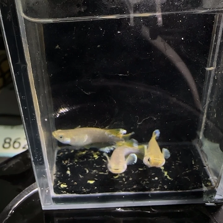 青鳉鱼一物一拍862