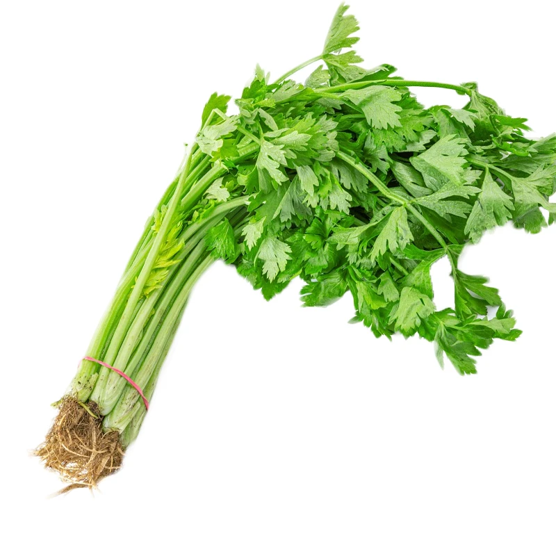 四季小香芹  清香脆嫩花朵开放状态当前无花栽培后可以开花