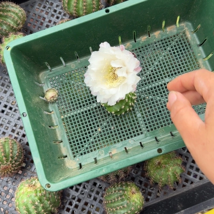 黑美人无根侧芽臭丑球球