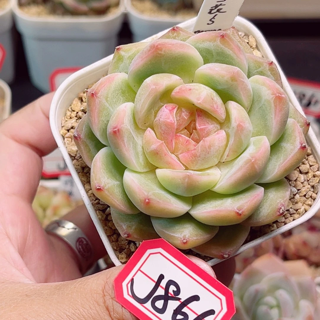 J866一物一拍 雪花的妈