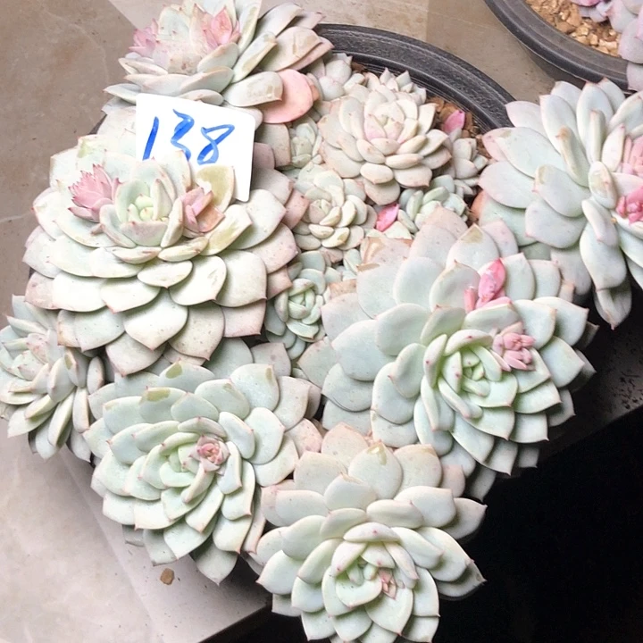 ?****3138/////////////