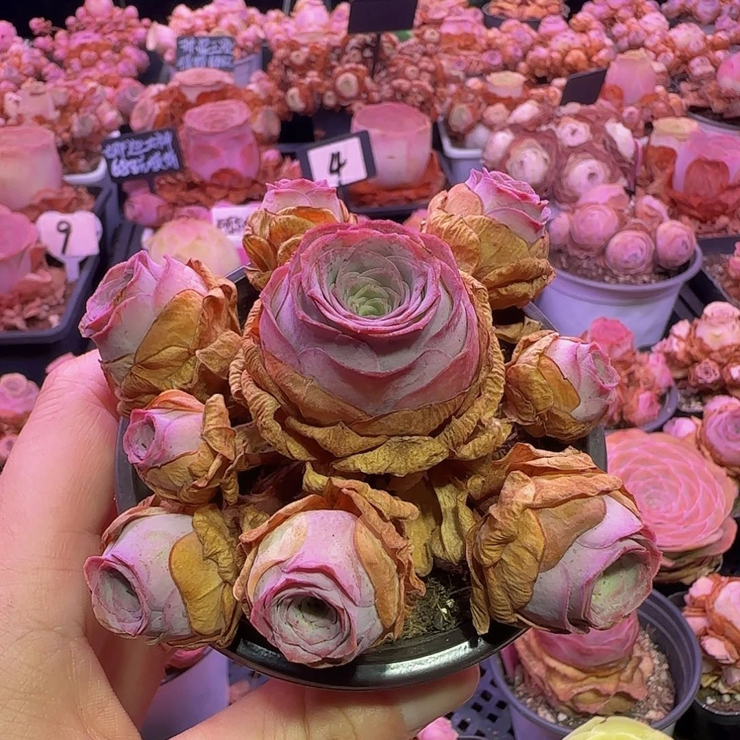 花烛夜 玻璃心慎拍 多肉