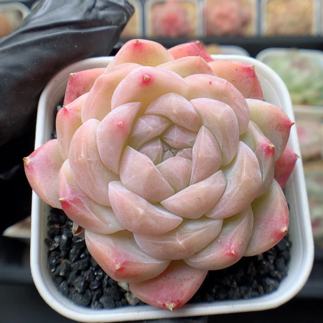 多肉植物。 糖心43