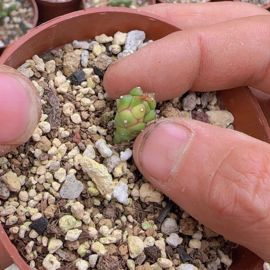 十***时块根植物块根植物