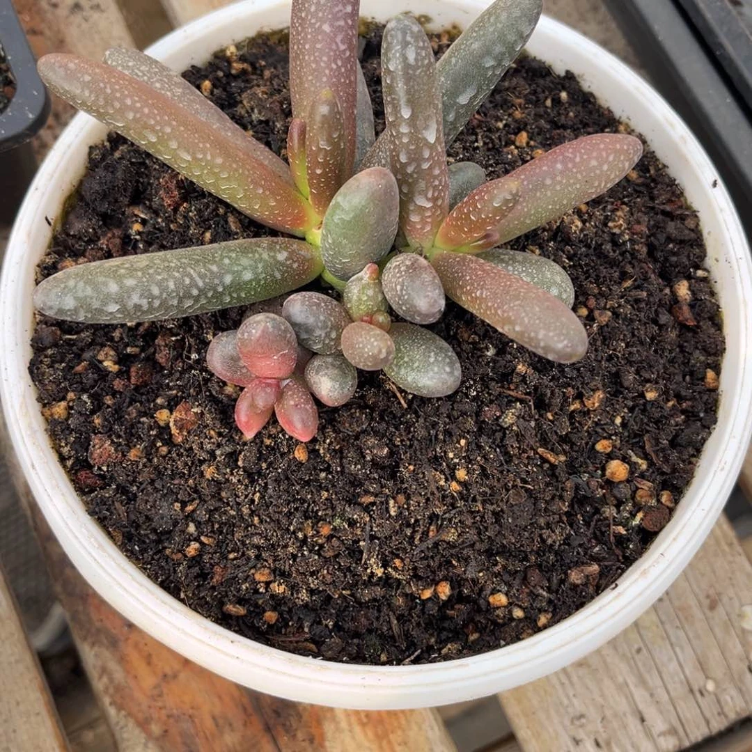 清***河多肉植物多肉植物