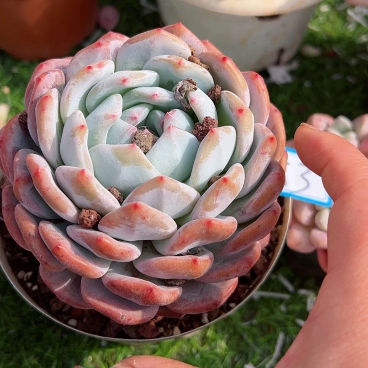 53橙子平平安安健健康康