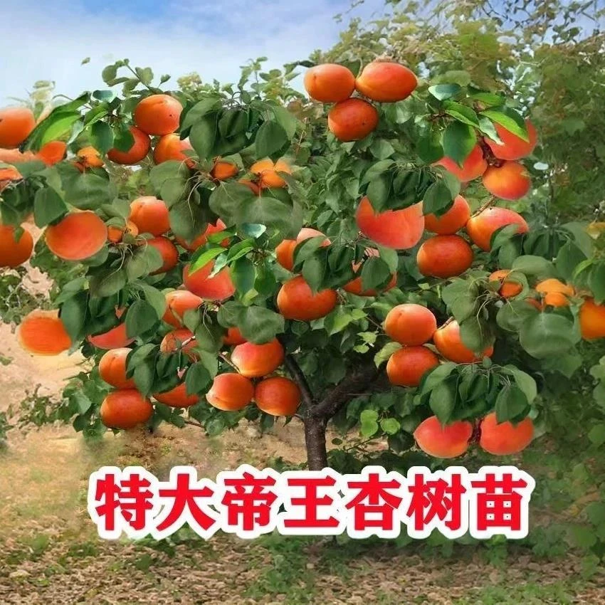 帝王大杏树苗纯甜特大果杏子嫁接杏苗地栽盆栽南北方耐寒当年结果