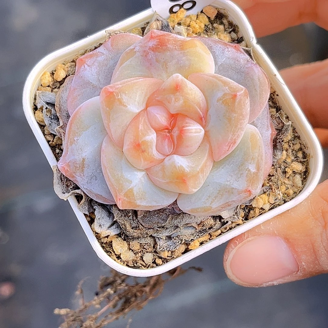 893 放漏 新品珍妮 满18包邮