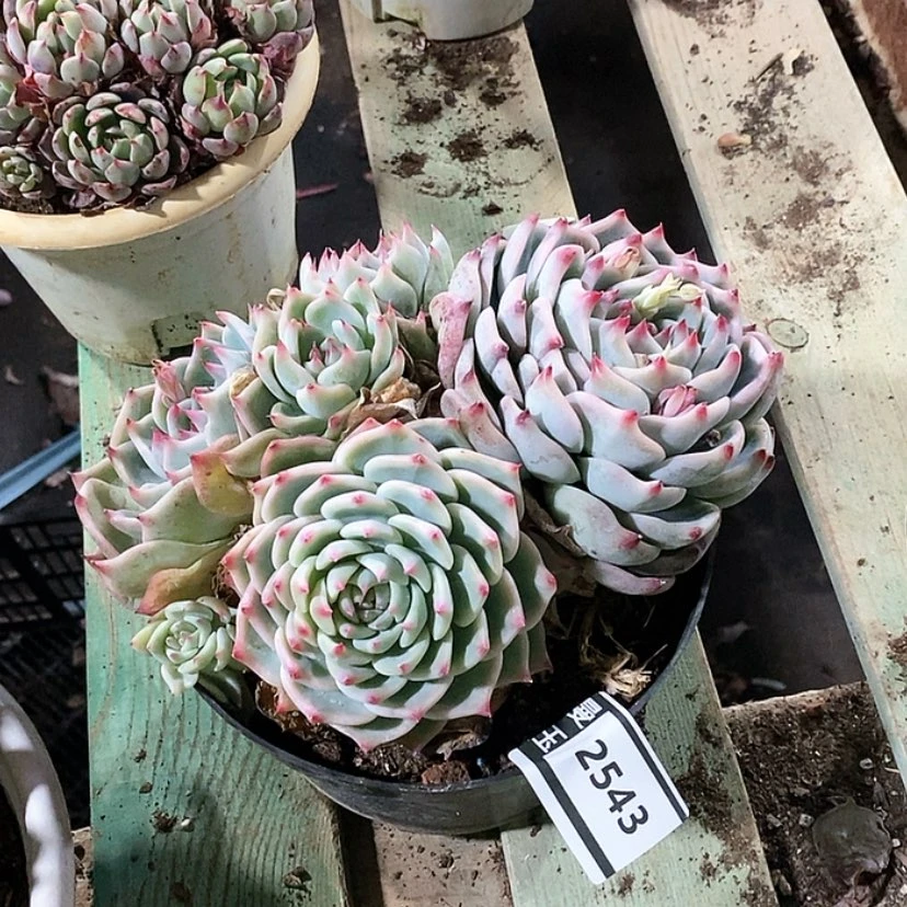 【闪购商品】吉娃娃2543