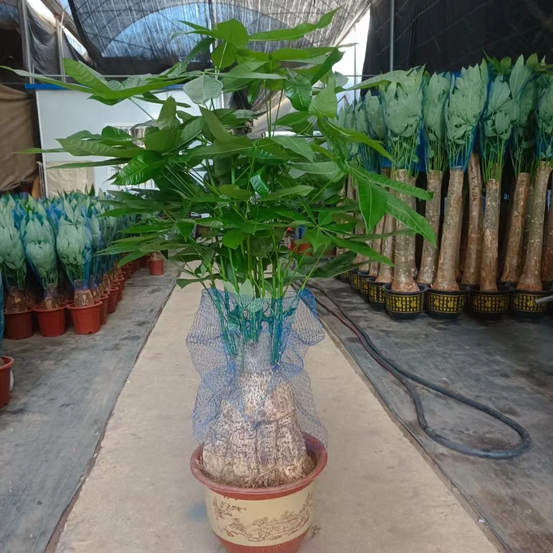 提根发财树怪头发财树盆栽开业乔迁招财旺宅送礼室内大型绿植盆景