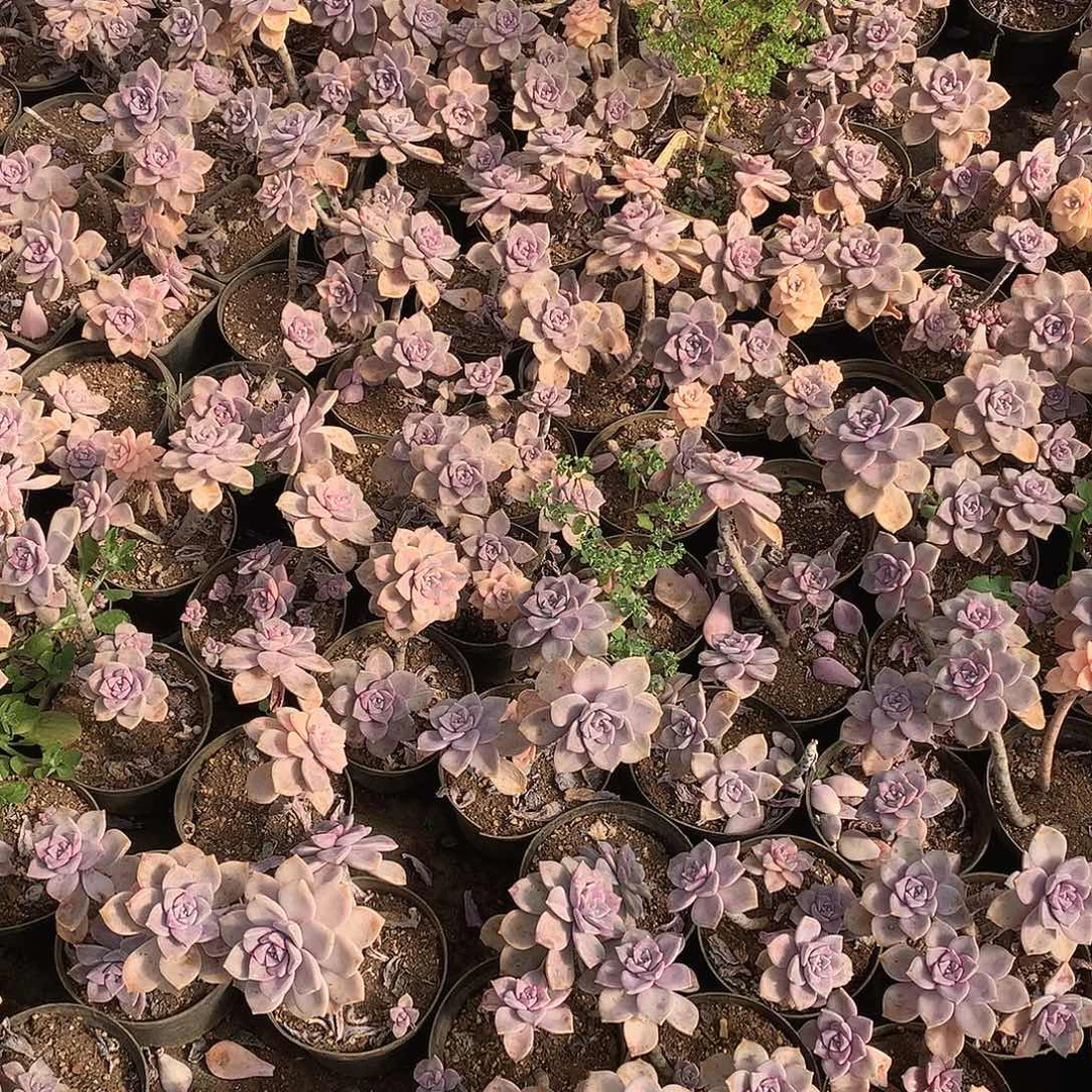 紫乐锦5号箱 一箱20米  年底福利