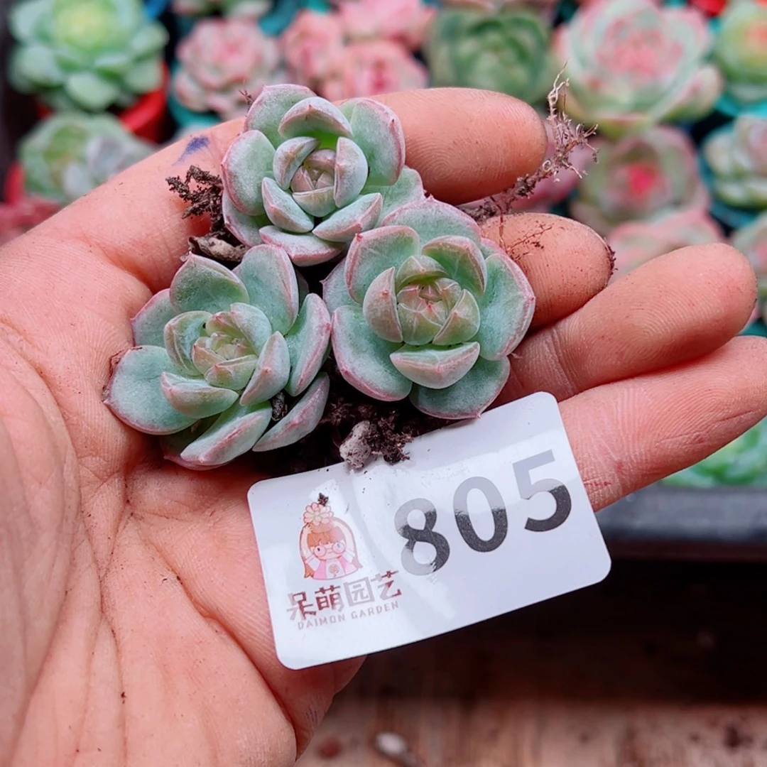 多肉植物多肉植物