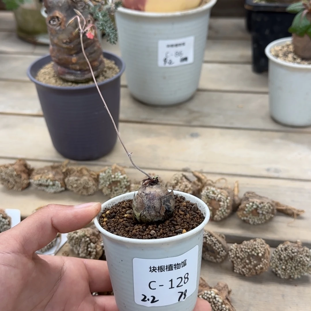 128肾叶洋葵块根植物