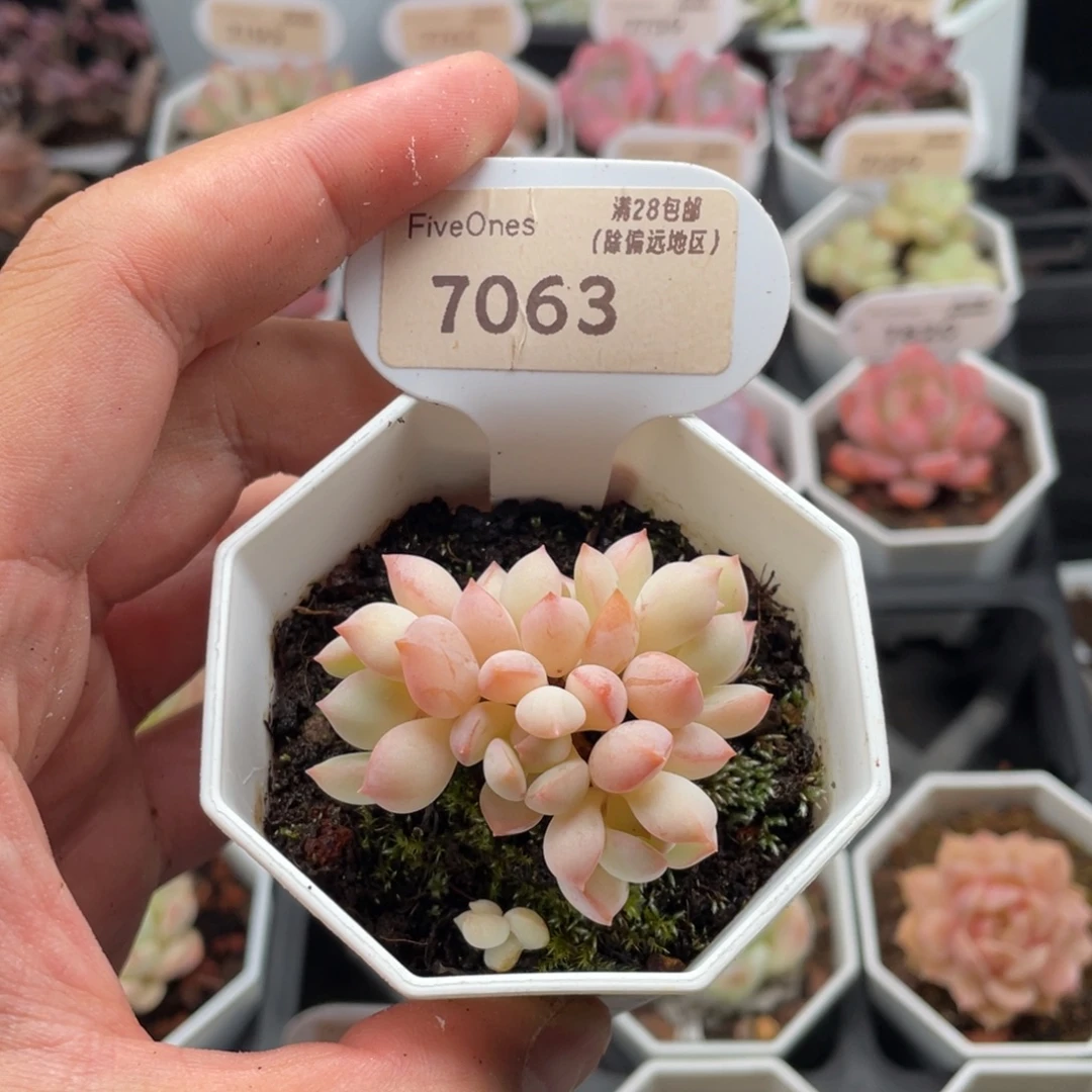 格林粉7063-5厘米