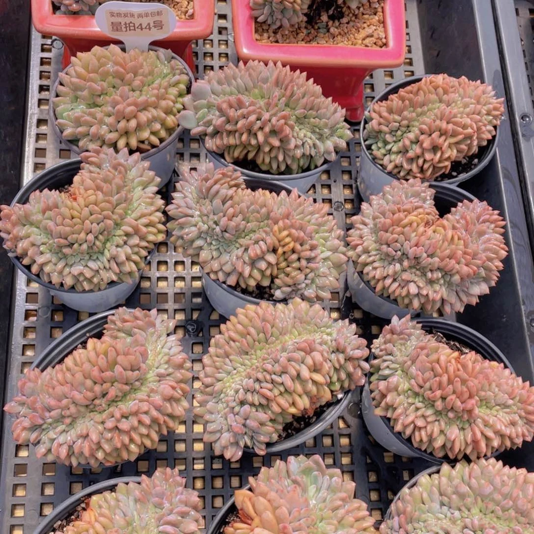 量拍44号 凌雪缀化一个