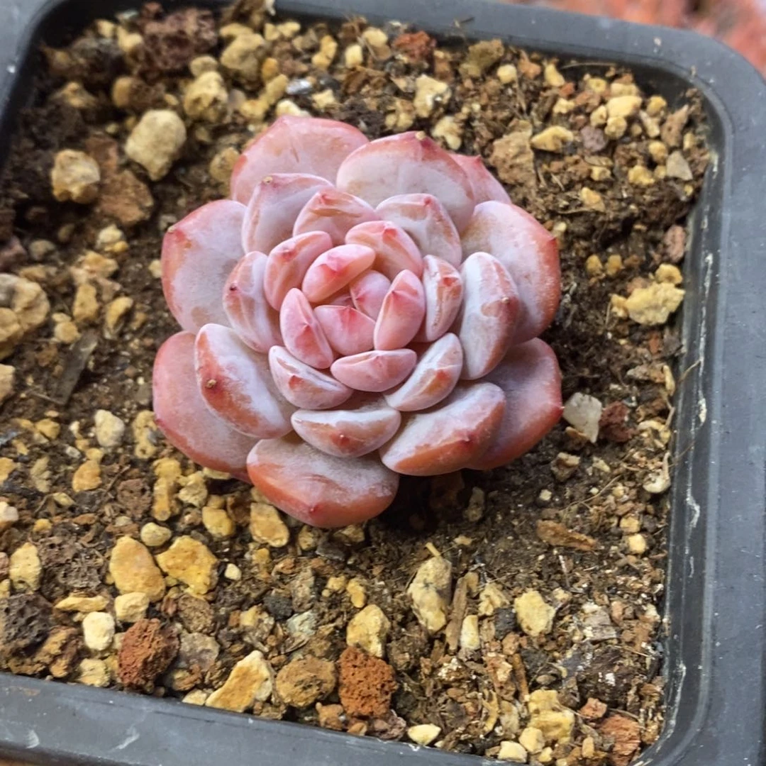 星星橙单头控养一物一拍