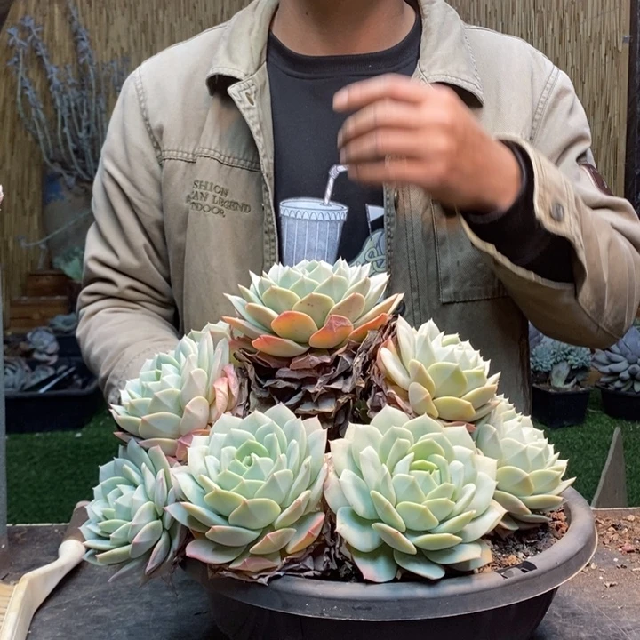 莎***店377号恋曲多肉植物