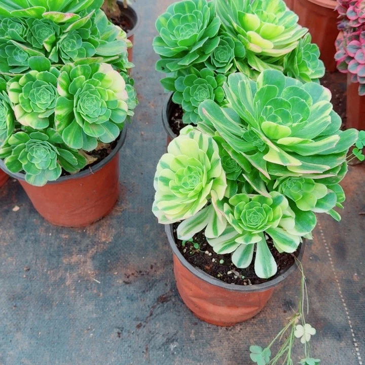 五彩琉璃啊啊啊啊