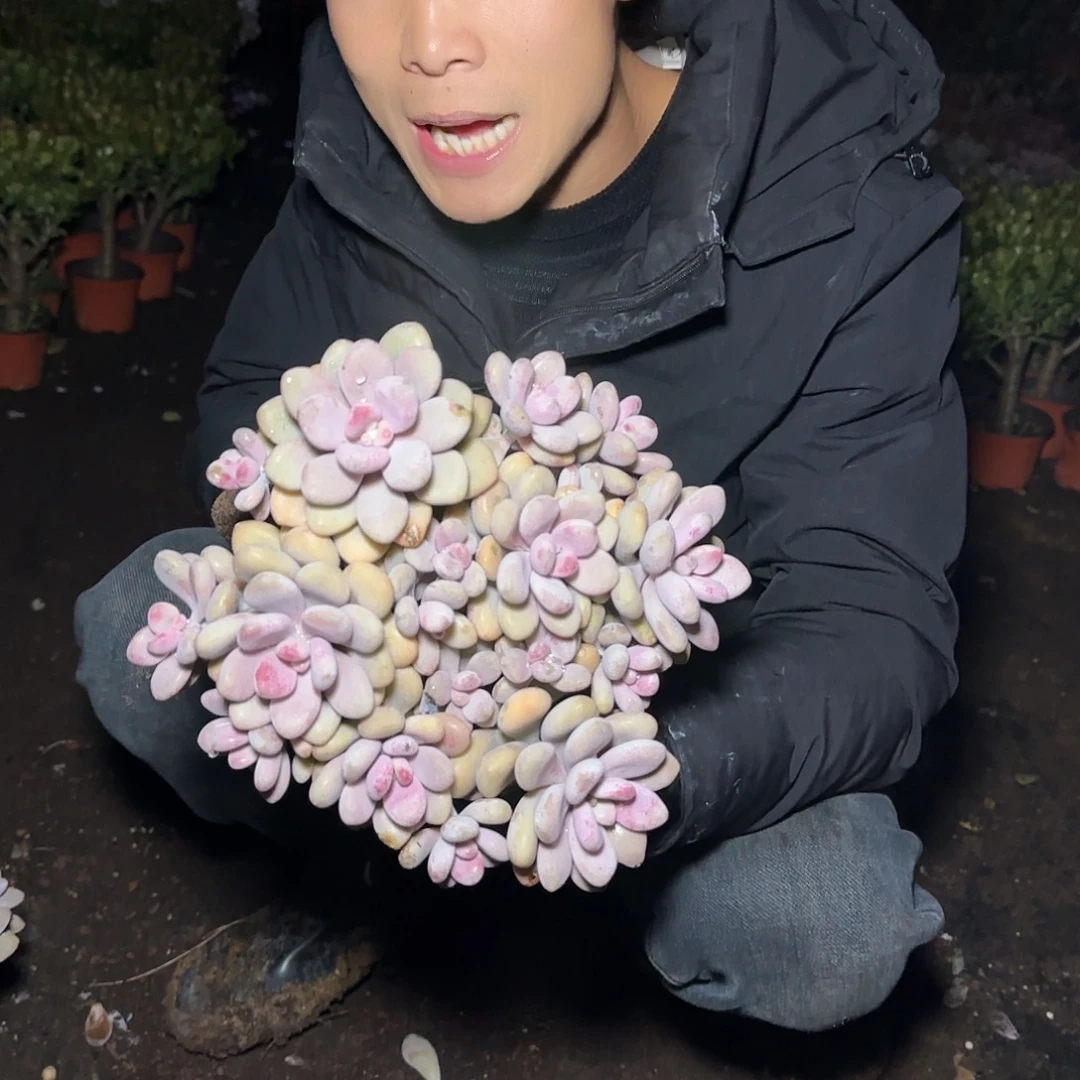 盆栽桃蛋多肉多肉