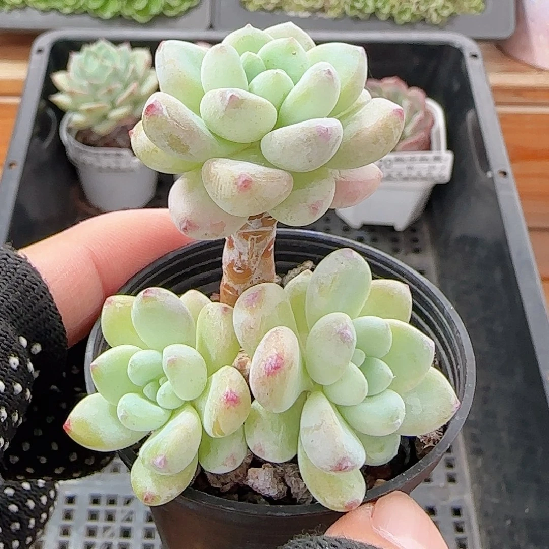 多肉1011--121罗琦小老桩