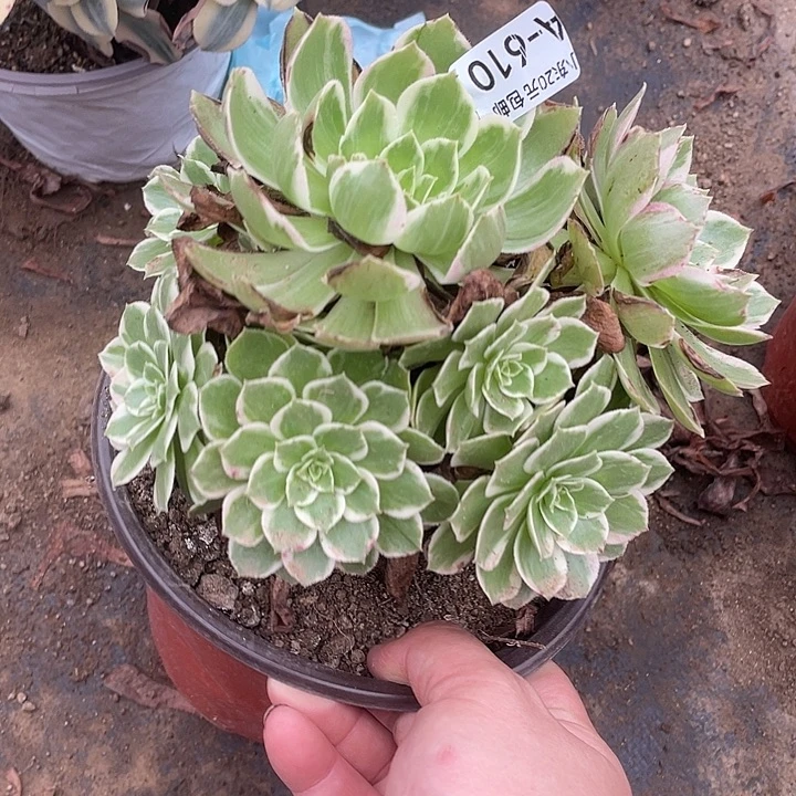 610万花筒多肉植物福利