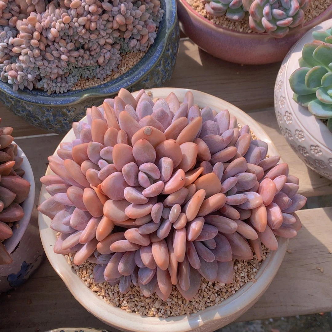 逸园精品多肉粉兔