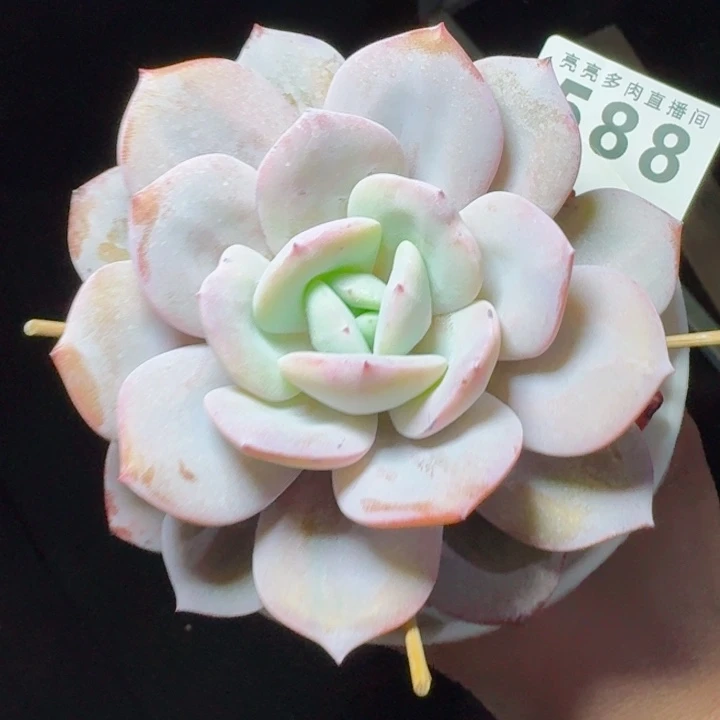 老桩韩版奶茶         精控精养多肉植物