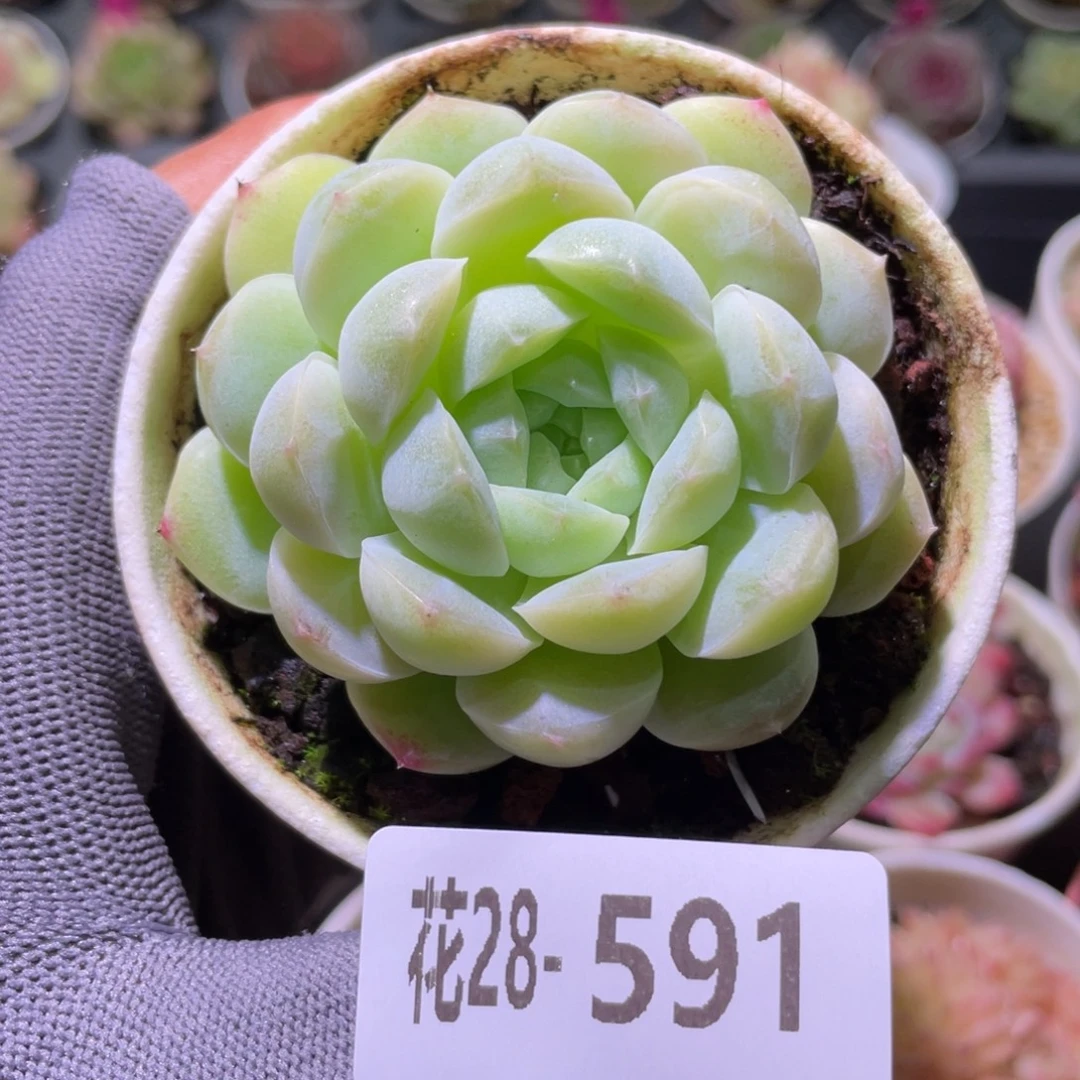 花利美28-591新品