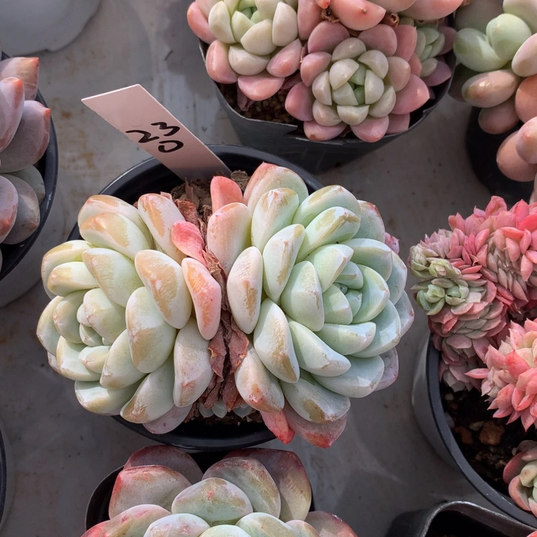 奶油冰玉626262627272