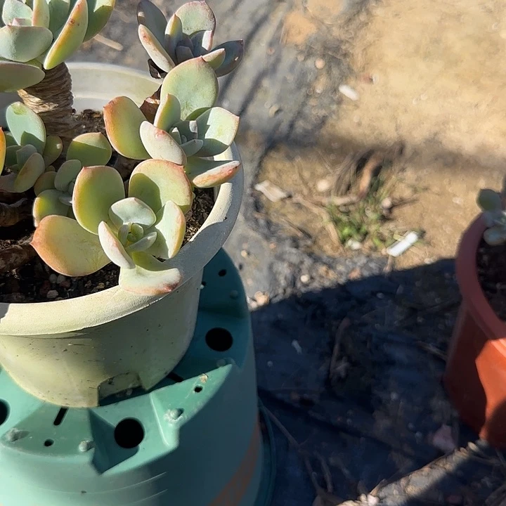 小***?329白凤脱土发货不退不换