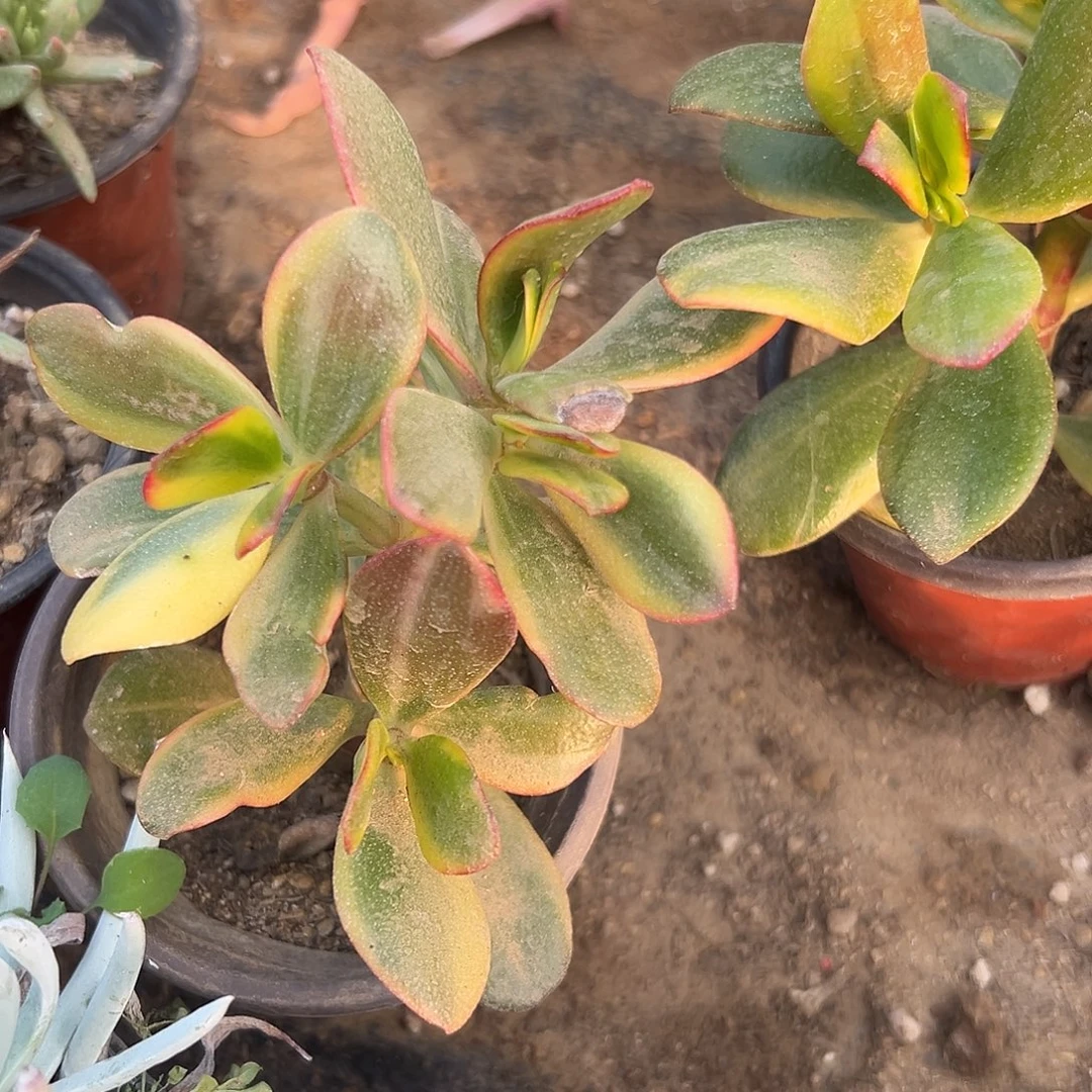 多肉植物多肉植物