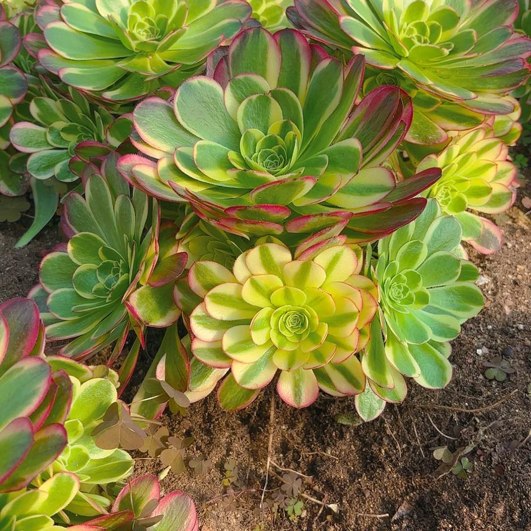 奶白手捧多肉植物