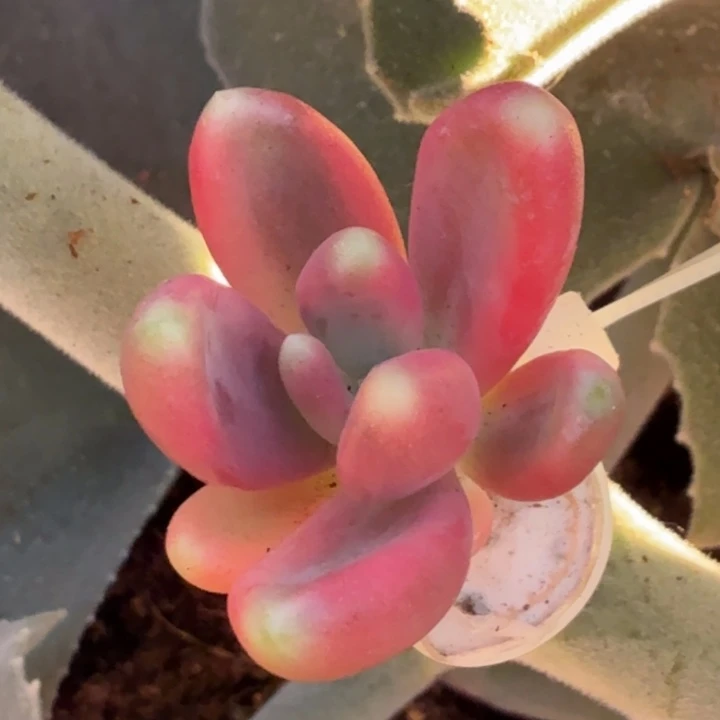 紫芒锦腹轮锦白腹轮锦