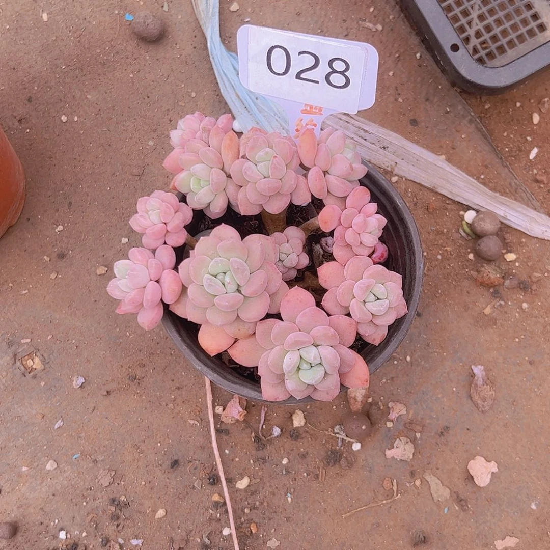 淡*028白露28。。。。。。