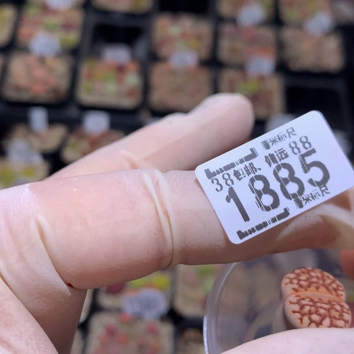 胖*zzz精品生石花1885