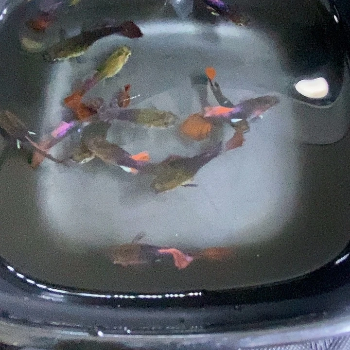 菊花翻褶扇一碗孔雀鱼孔雀鱼