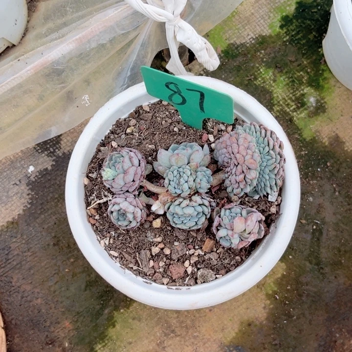 啊*嫂晨语多肉一物一拍87