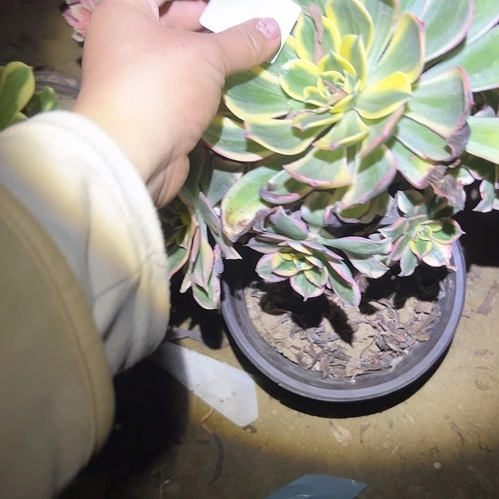 l*何多肉法师植物链接16