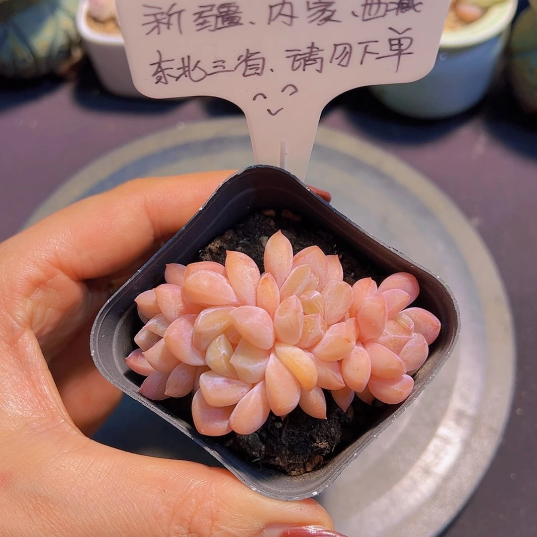 雪魄冰玉，裸根发货，