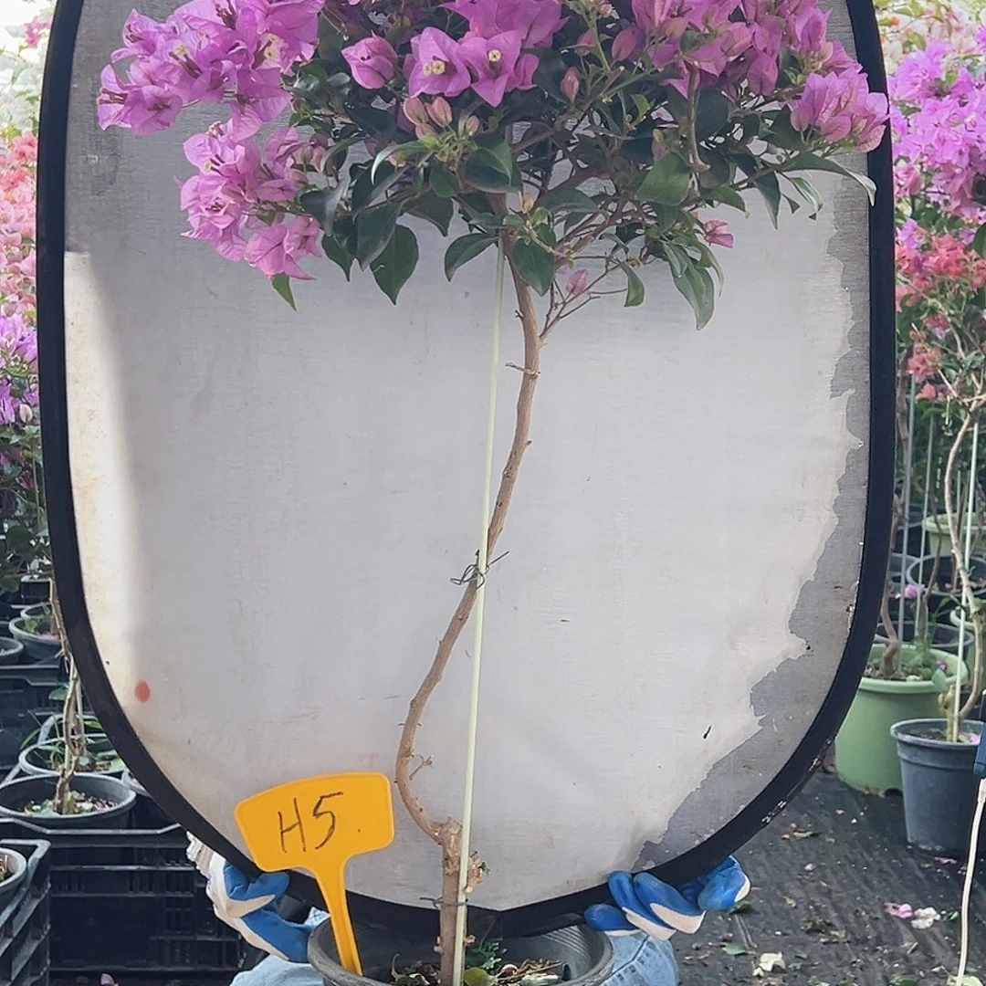 冰***痕大部分花苞少量开放H5巴西紫