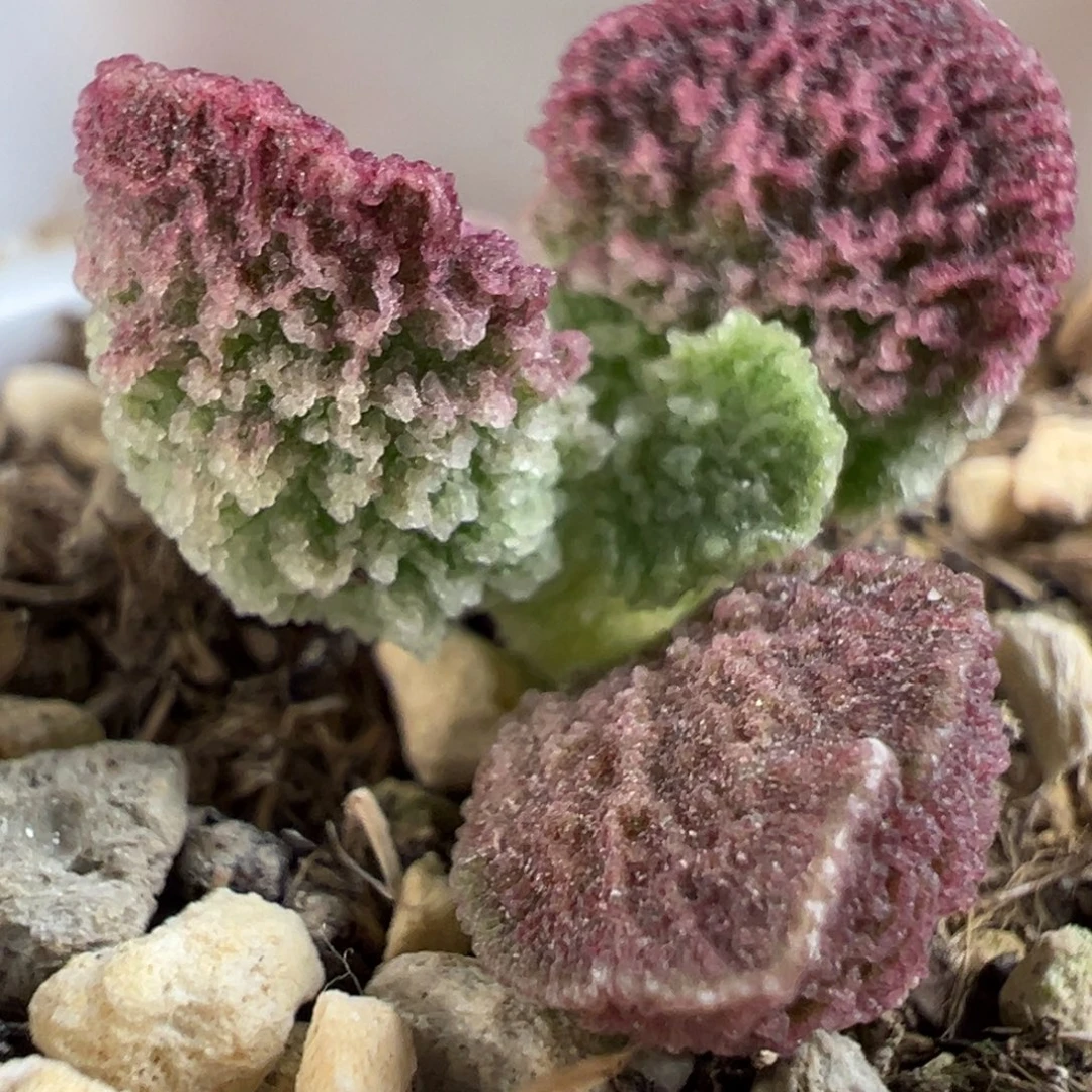 刺网新品多肉植物水泡