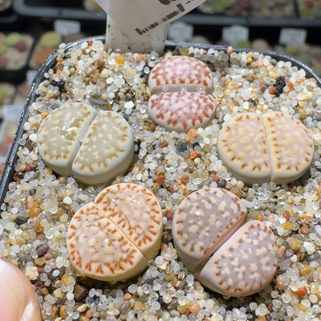 Ssss便宜出了清仓89