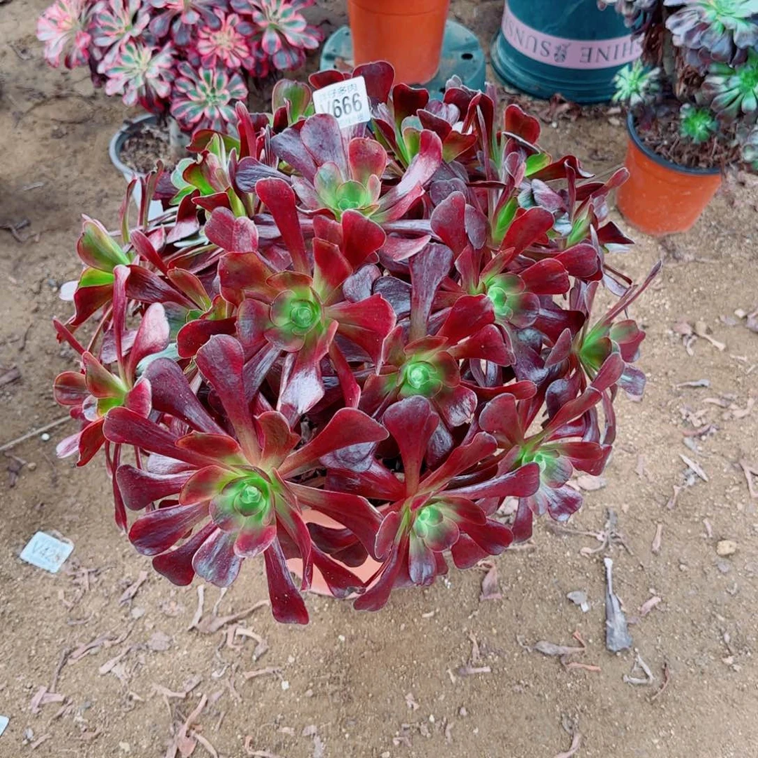 爱神法师666冠幅50