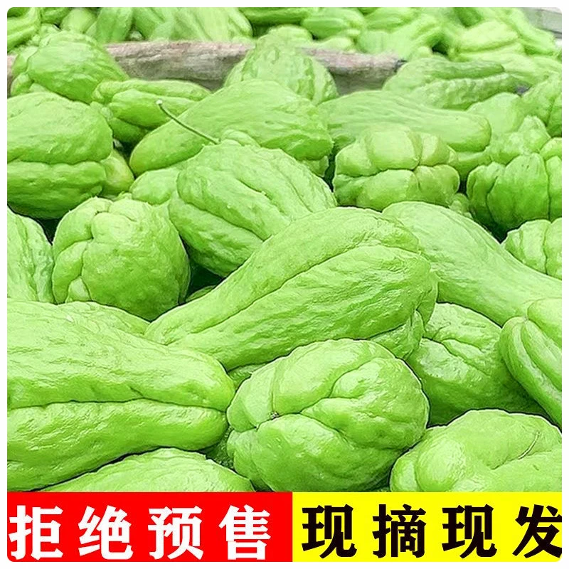 云南新鲜佛手瓜现摘 洋瓜窝瓜寿瓜丰收瓜 清脆福寿瓜农家时令蔬菜