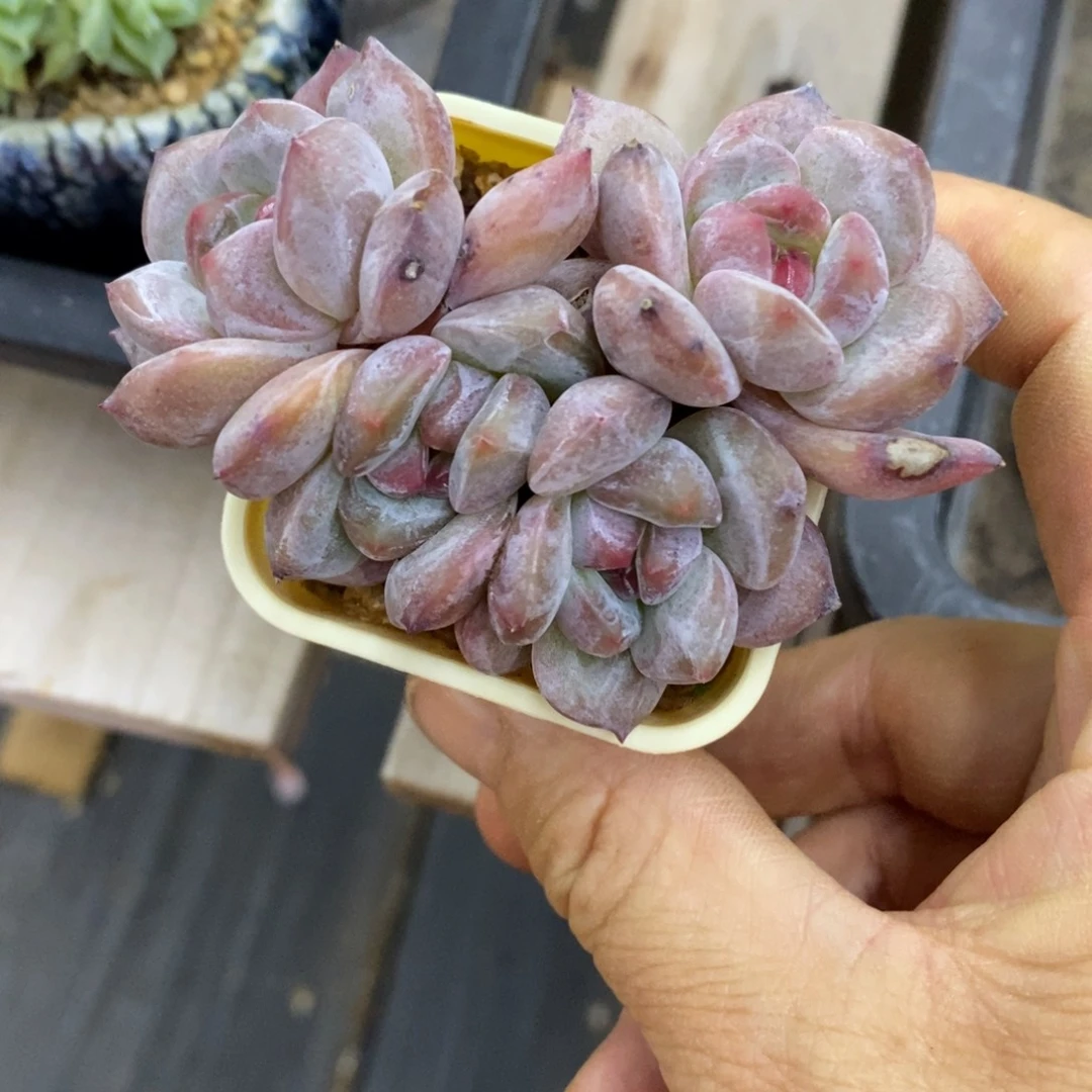 精品多肉一物一拍不包整243