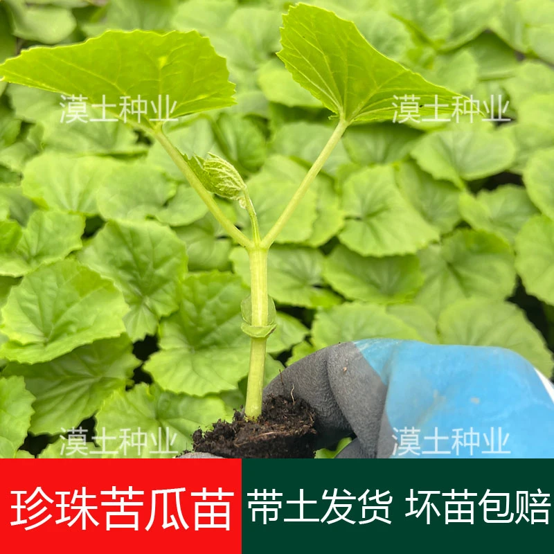 珍珠苦瓜苗秧春季南方广东苦瓜种苗凉瓜苗籽耐热高产四季蔬菜秧苗