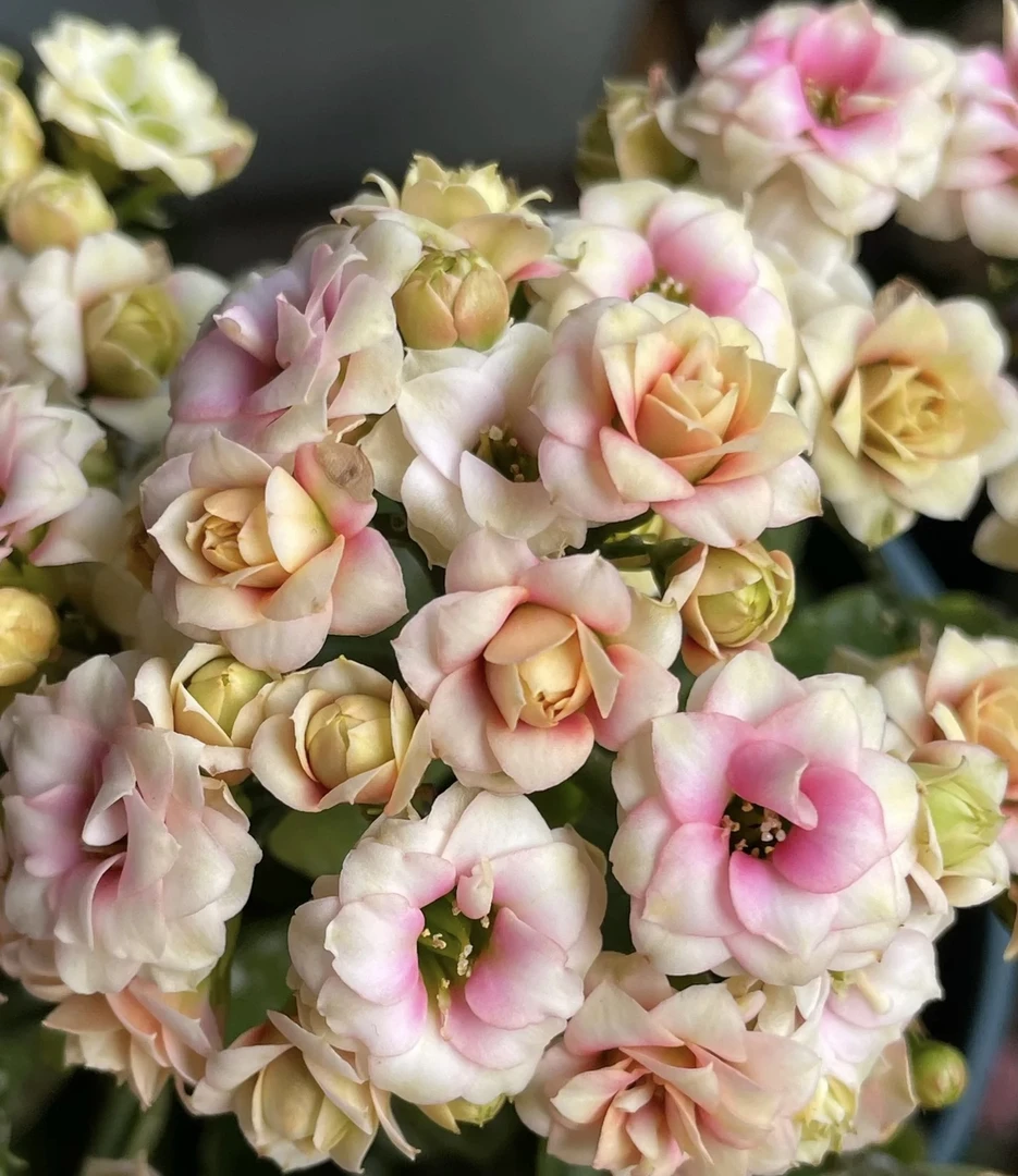 【洛神五花肉】110盆长寿花鲜花花卉植物