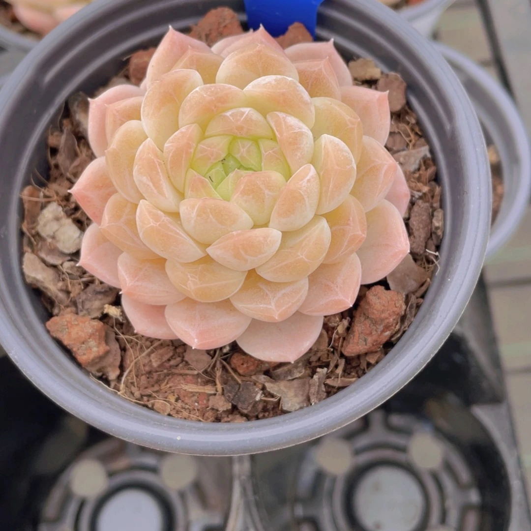 1052号全状态果冻白桃汽水