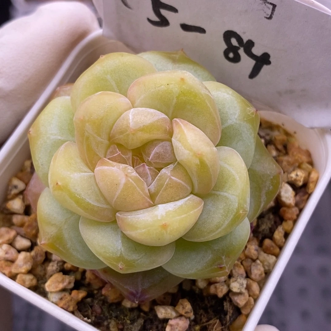 【闪购商品】05-84